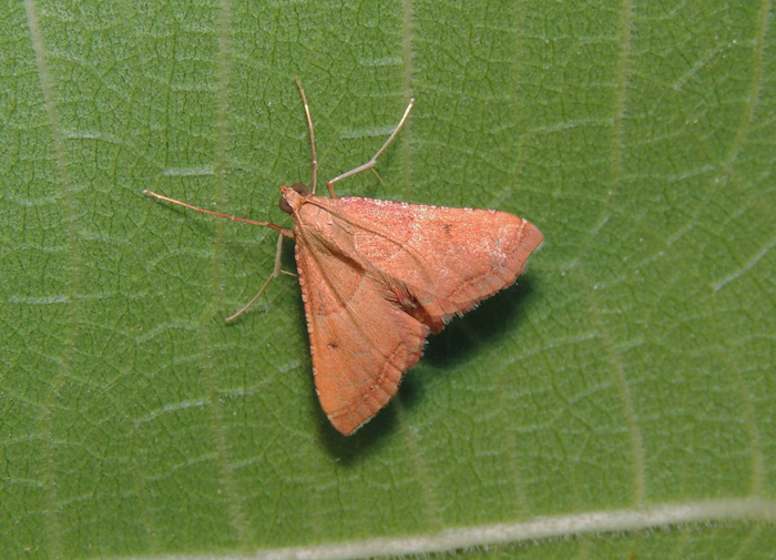 Endotricha flammealis Pyralidae